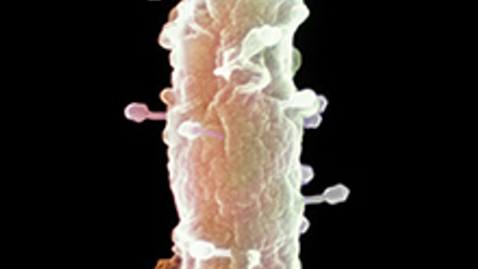 MT Feb 2013 Bacteriophage