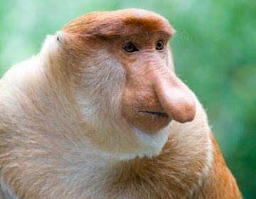 proboscis-monkey-picture-id91775401.jpg