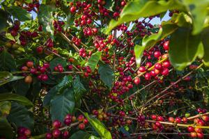 Murilo Gualda - coffee plant.jpeg