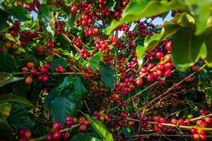 Murilo Gualda - coffee plant.jpeg