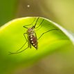 Close up picture of a mosquito on a leaf
