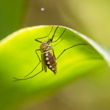 Close up picture of a mosquito on a leaf