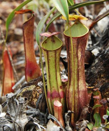 Nepenthes gracilis is one of the species of the Nepentheceae family that lives in Indonesia. N gracilis is one of the low land nepe. This plant survives by trapping insects with its pouches, decomposi