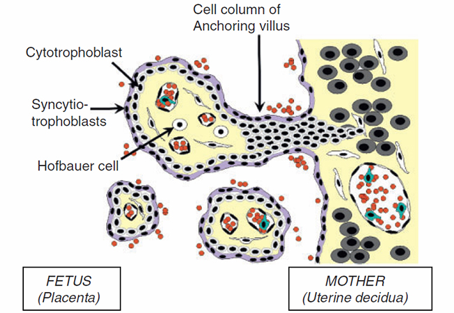 MT Nov 16 ASM zika fig-1