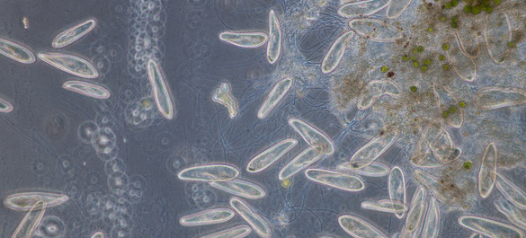 Paramecium-is-a-genus-of-unicellular-ciliated-protozoa.jpg