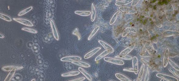 Paramecium-is-a-genus-of-unicellular-ciliated-protozoa.jpg