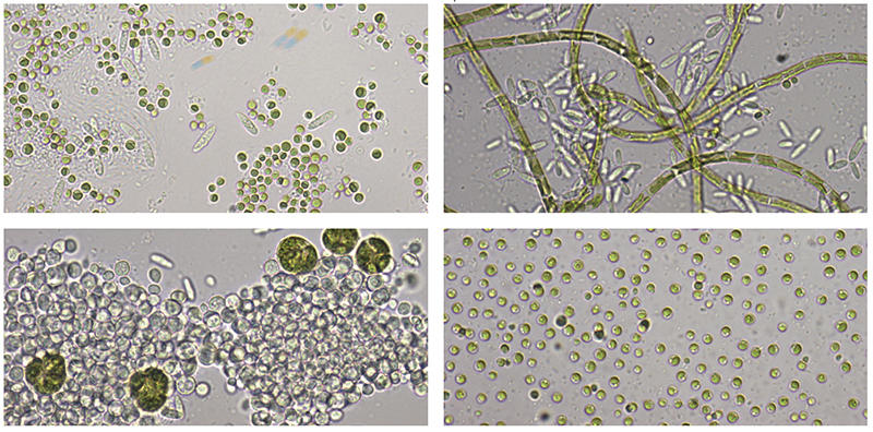 Images of algae communities from the Antarctic. 