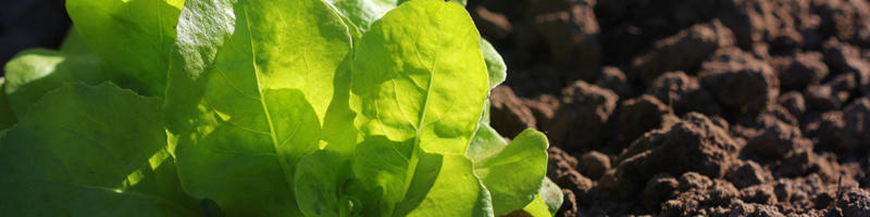 lettuce-root-colonisation-main.jpg