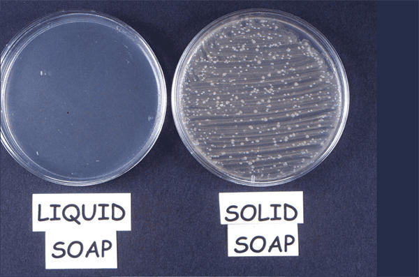 Observing bacteria, Bacteria