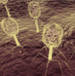 Phage-thumbnail.jpg