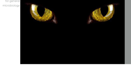 Cover of Microbiology Today, issue of November 2009