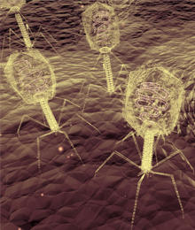 Phage-main.jpg