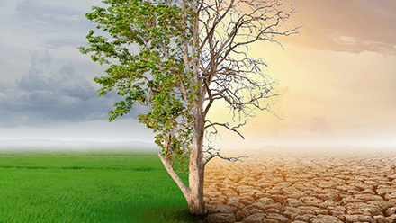 Side-by-side images: one of green tree in a green field and the other of a dry tree in a dry environment