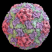 Virus Division | Microbiology Society