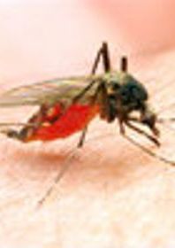 Malaria fly