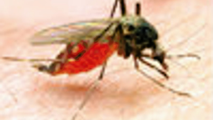 Malaria fly