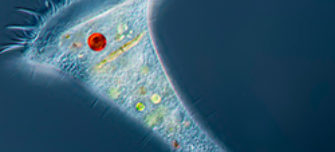 Protozoa.jpg 2