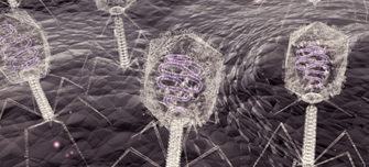 bacteriophages.jpg