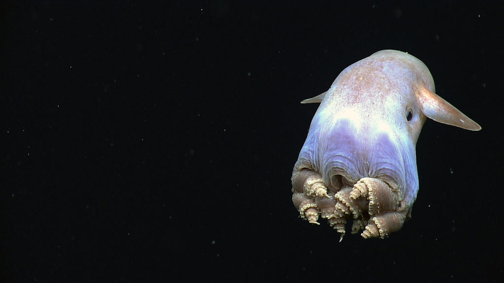 dumbo-octopus.jpg