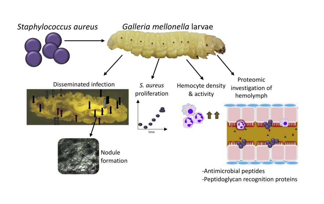 Fig 4.jpg