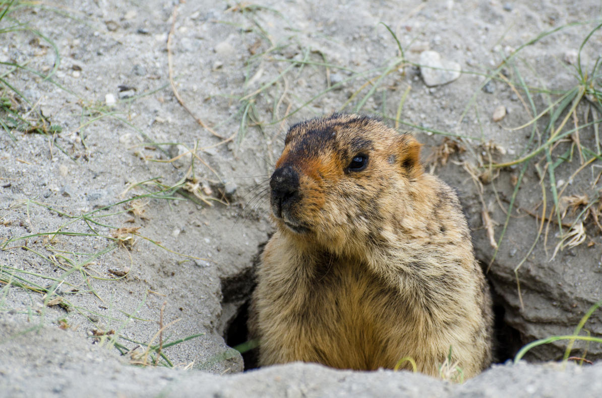 Himalayan marmot.jpg