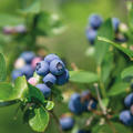 Drug discovery event image - blueberries