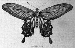MT Aug 2013 Papillon coon