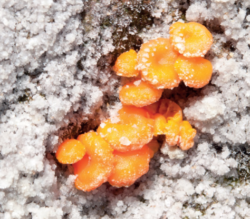 lichen-forming-fungus.png