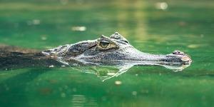 spectacled-caiman-or-caiman-crocodilus-swimming-in-beautiful-water-picture-id1019933494.jpg