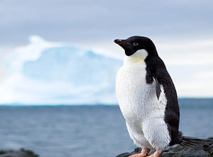 anarctic-penguin2.jpg