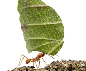 ant.jpg