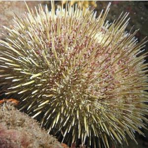 green-sea-urchin-picture-id471069165.jpg