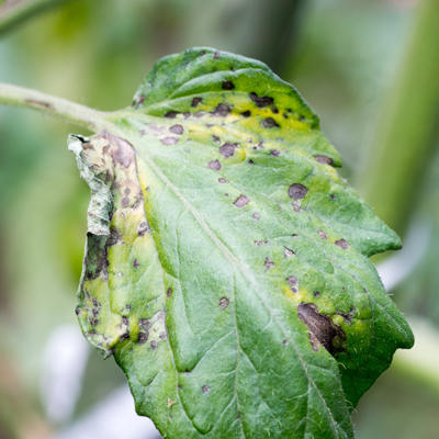 Tomato plant infected with tomato-spotted wilt virus (TSWV).