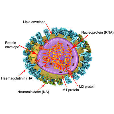 MT-May-18-Influenza-Psuedotype-Article-Figure-1.jpg