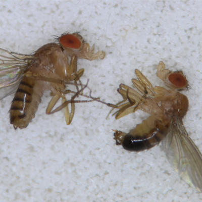 Drosophila melanogaster, the fruit flies.