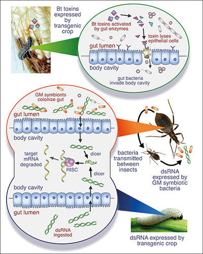 Using microbes for precision insect pest control | Microbiology