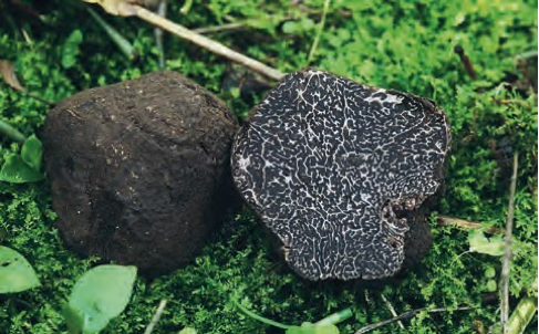 black-truffle.png