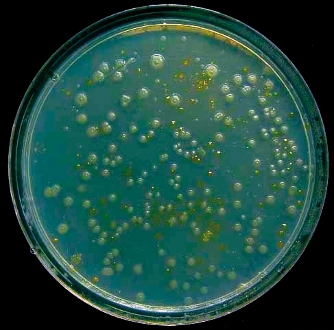 MT May 16 astrobiology miers valley bacteria