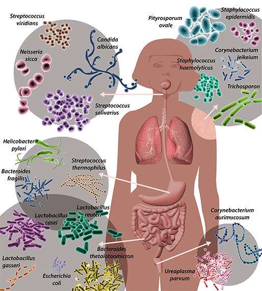 MT-May-17-microbiome-of-things-human.jpg