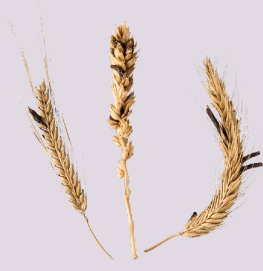 MT Feb 15 ergot wheat