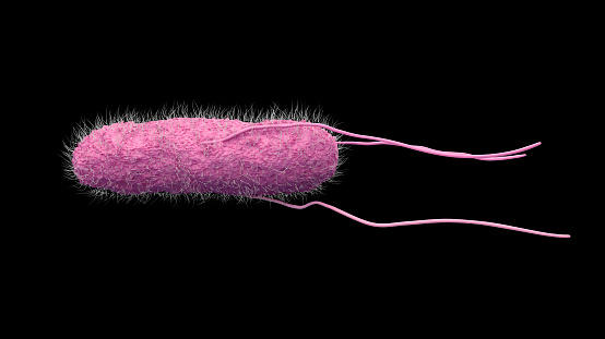 New Antibiotics Needed I Salmonella I Microbiology Society