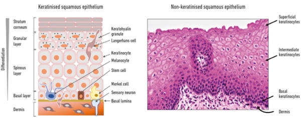 keratinocytes in skin