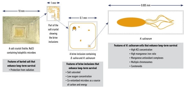 MT Feb 2014 Schematic illustration of haloarchaea