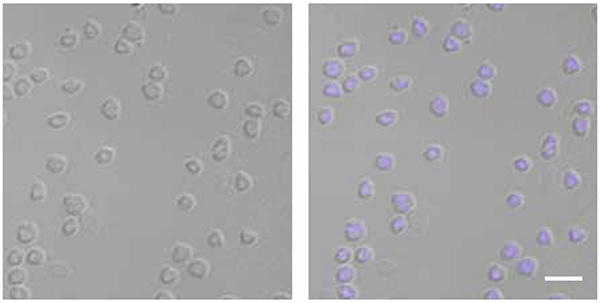 MT-Aug-17-genome-segregation-s-solfataricus.jpg