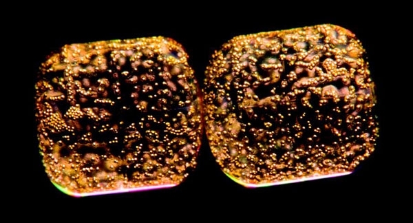 MT Feb 2014 Diatoms - Coscinodiscus