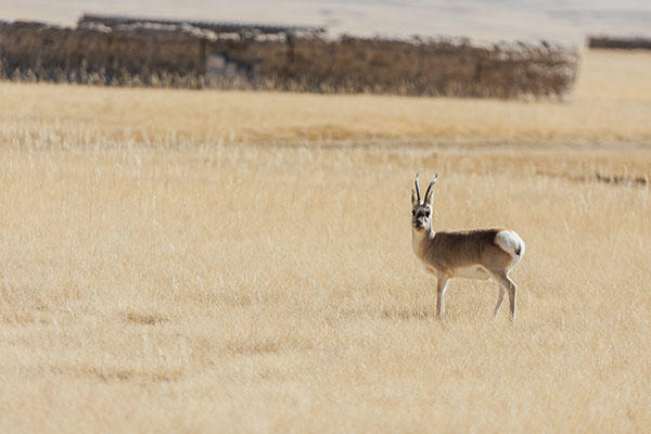 Tibetan Antelope.jpg