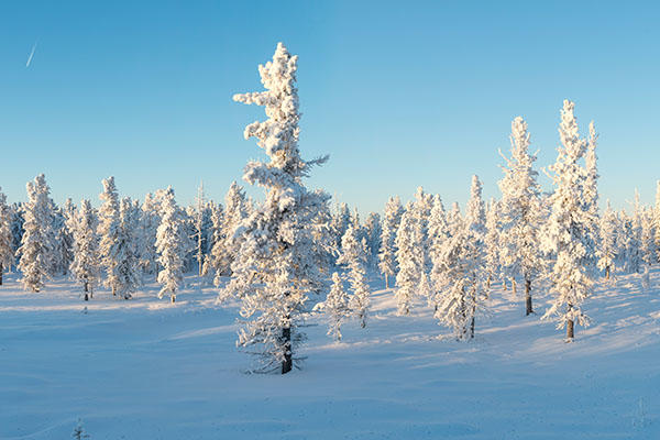 Yamal Tundra.jpg