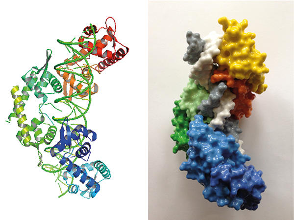 MT-Aug-17-genome-segregation-structure-3d-model.jpg