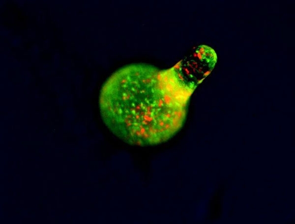 MT Feb 2014 Fig. 6. Flourescently labelled red cells