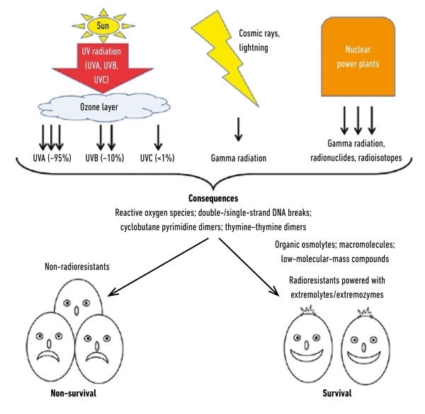 Deinococcus radiodurans: Radiation resistance – The Microbial